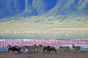 Zebras & Flamingos Around Ngorongoro Crater - Gay Adventures